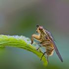 Stolze kleine Fliege