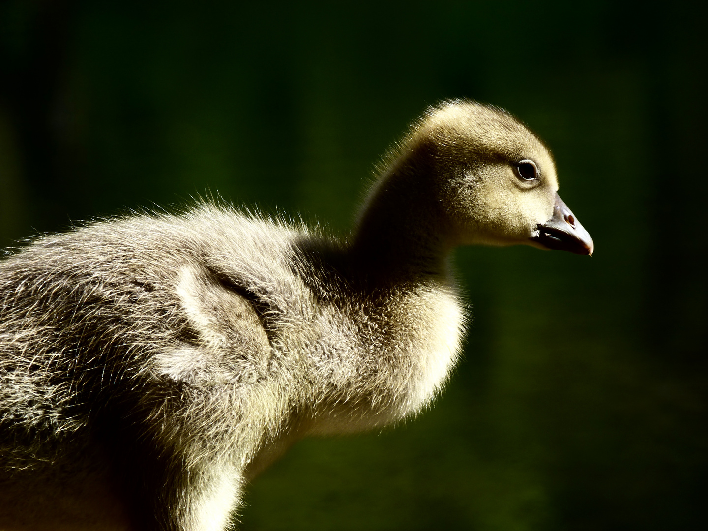 stolze, kleine Graugans