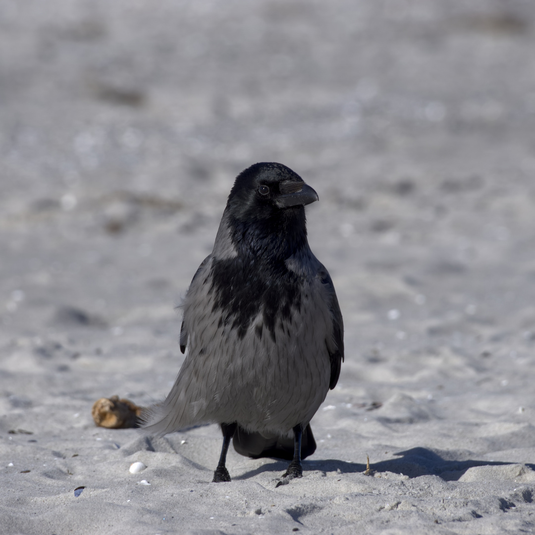 Stolze Krähe am Strand