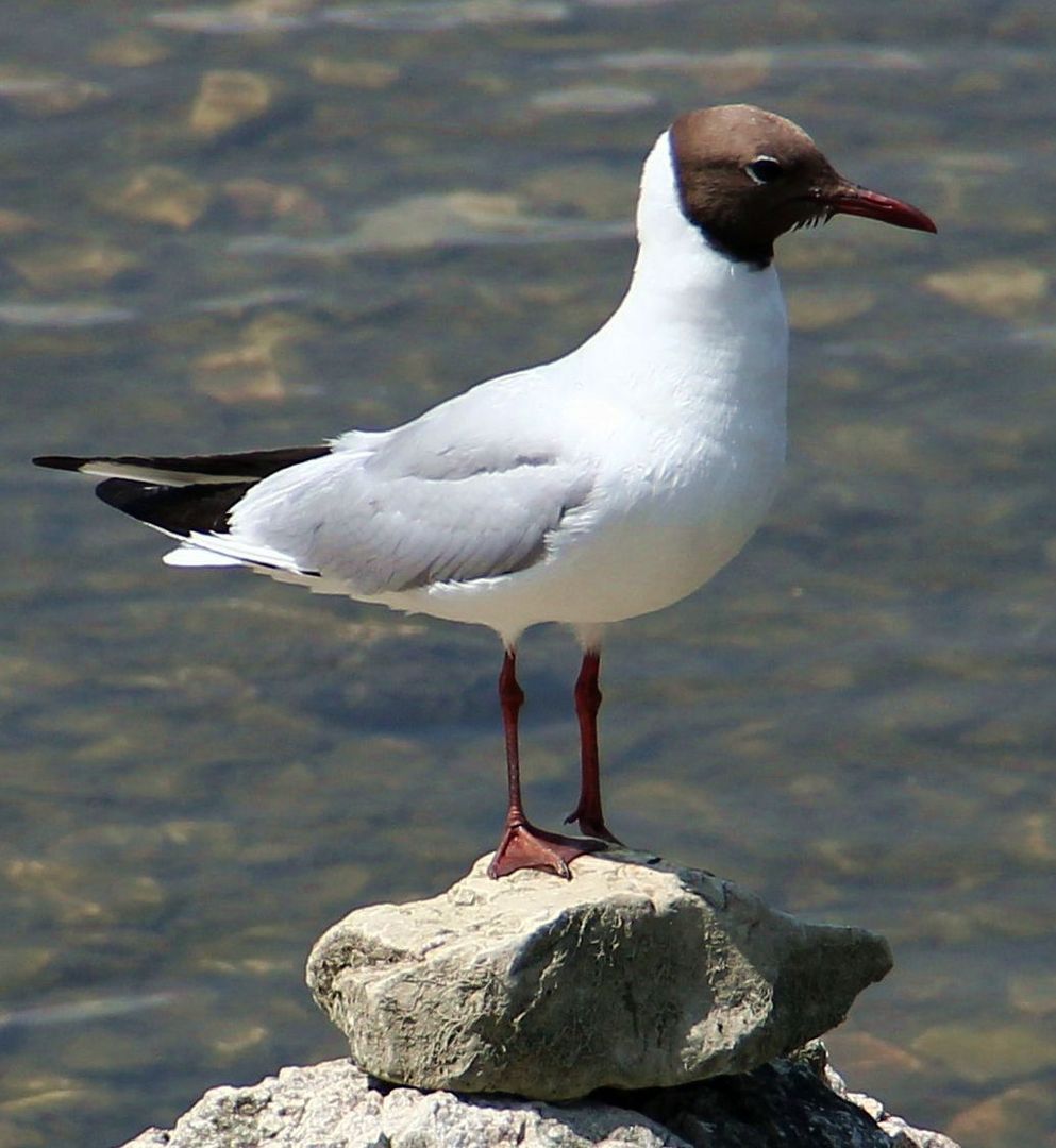 Stolze Lachmöwe