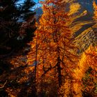 Stolze Lärche im Aletschwald