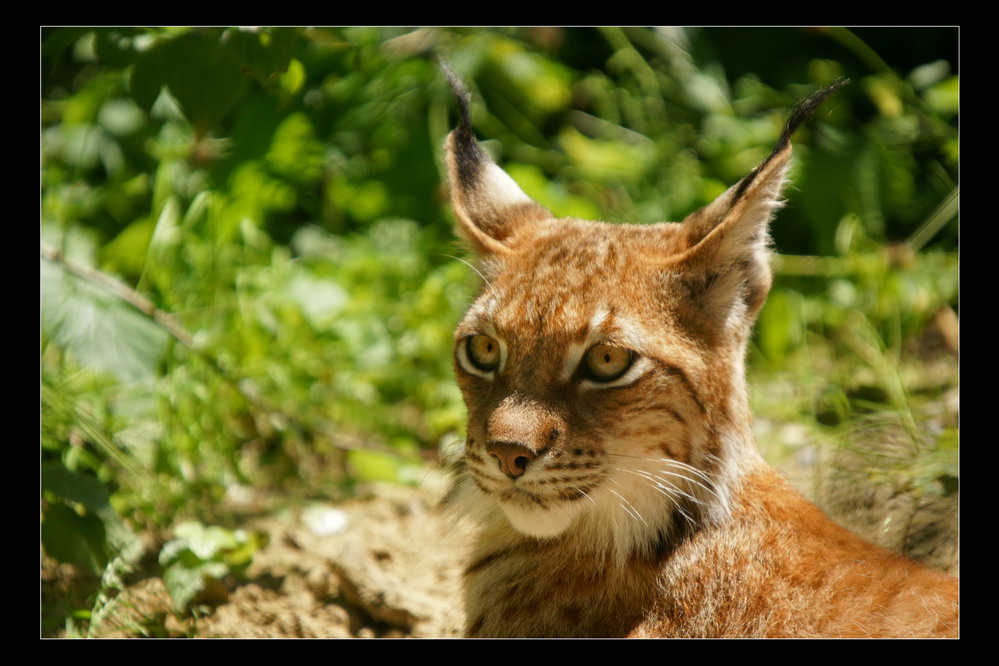 " stolze Luchs Mutti "