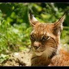 " stolze Luchs Mutti "