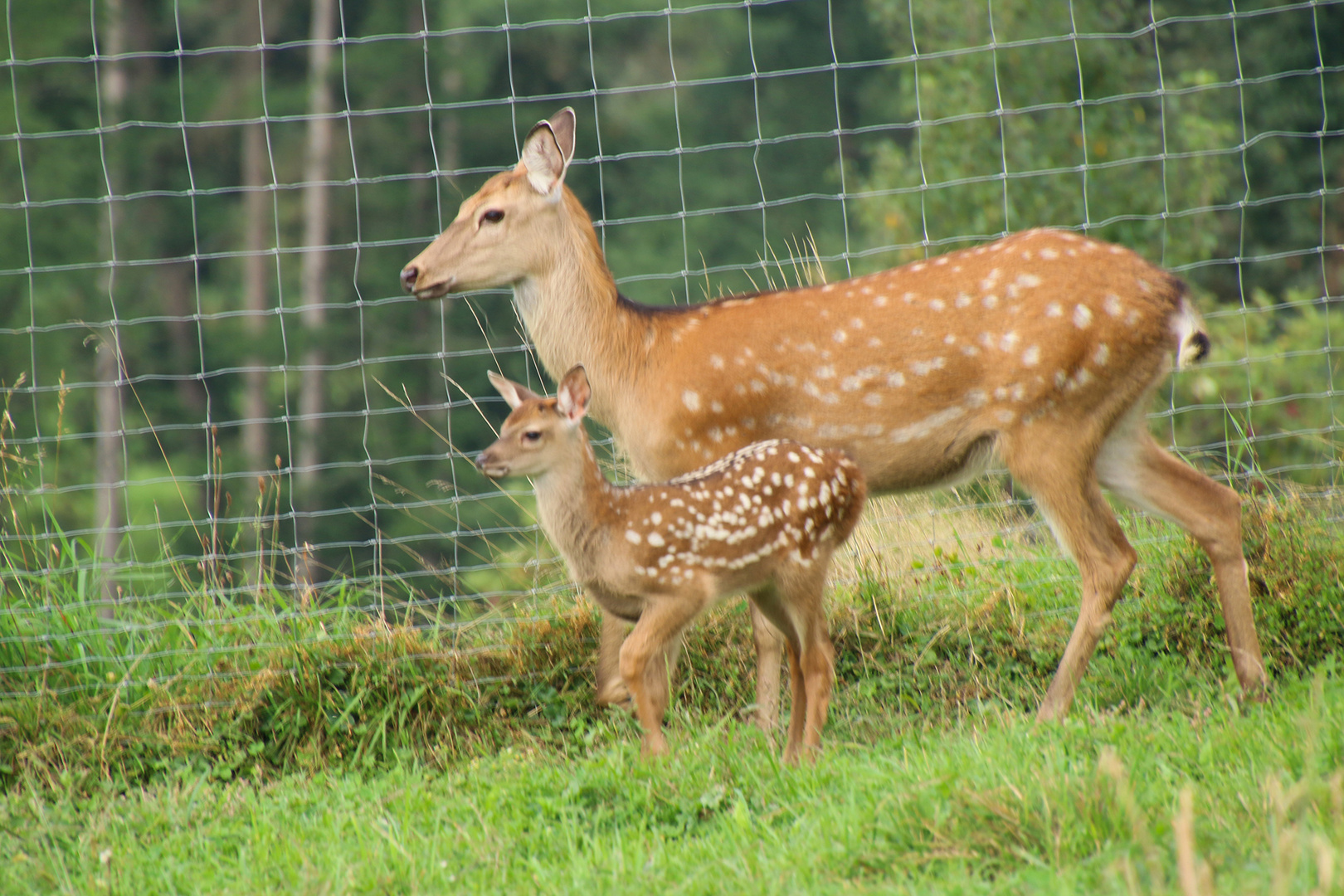 Stolze Mama mit Kind