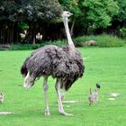 Stolze Mama Strauß mit ihrem Nachwuchs