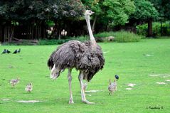 Stolze Mama Strauß mit ihrem Nachwuchs