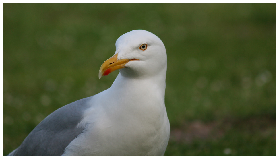 Stolze Möwe (2)