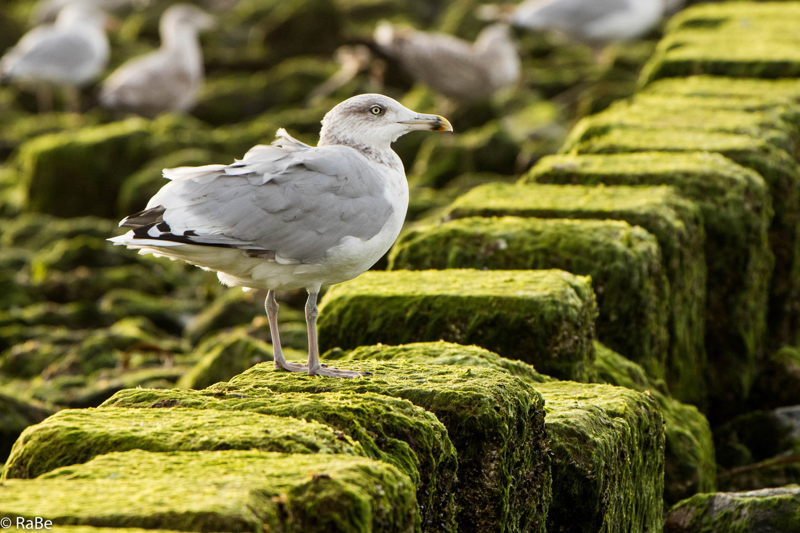 stolze Möwe auf der Buhne