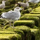 stolze Möwe auf der Buhne