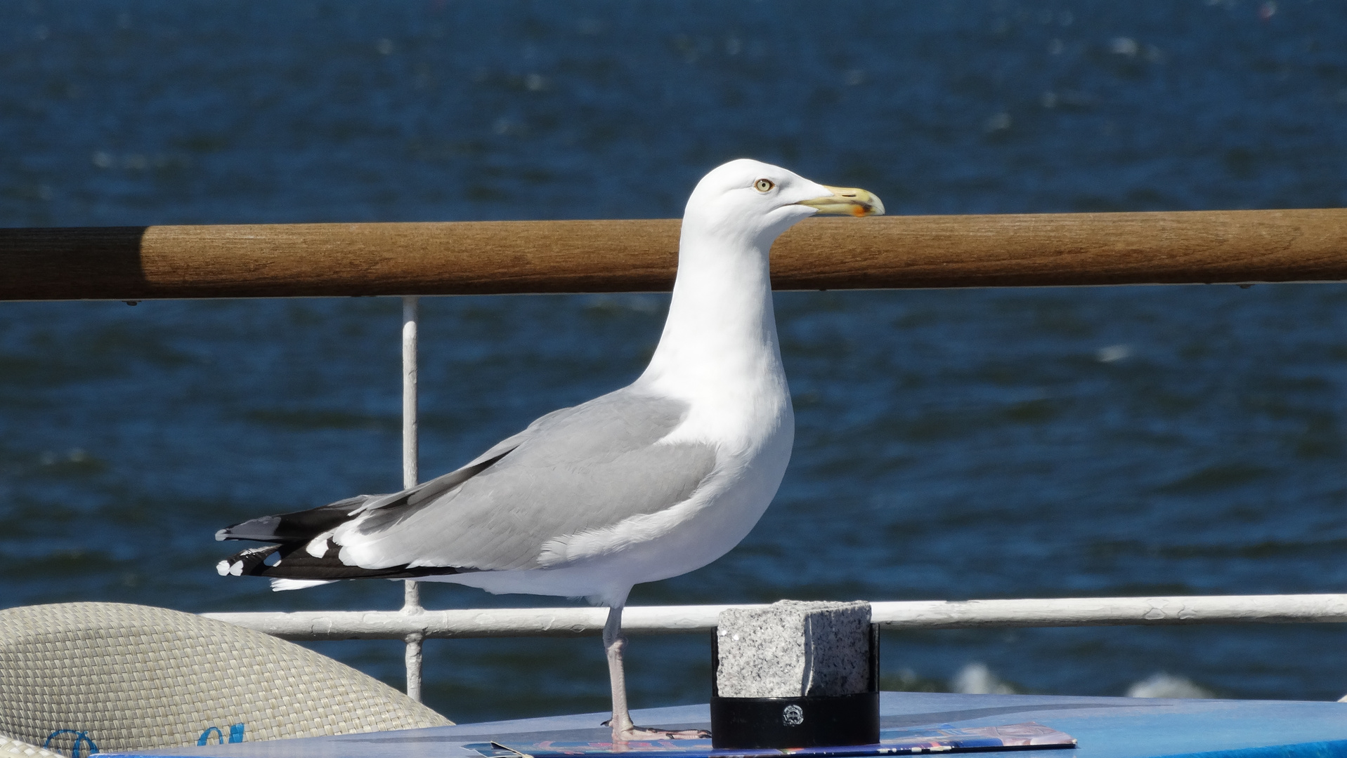 Stolze Möwe - recht fotogen