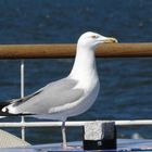 Stolze Möwe - recht fotogen