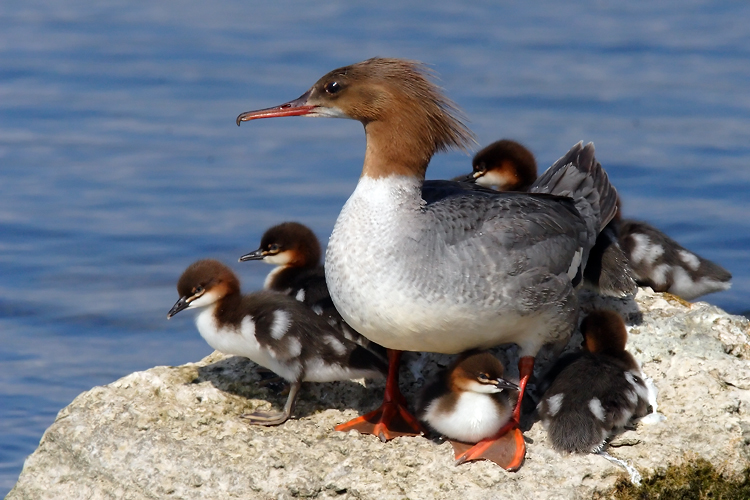 Stolze Mutter mit ihren jungen Gänsesägerchen