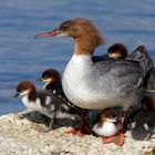 Stolze Mutter mit ihren jungen Gänsesägerchen