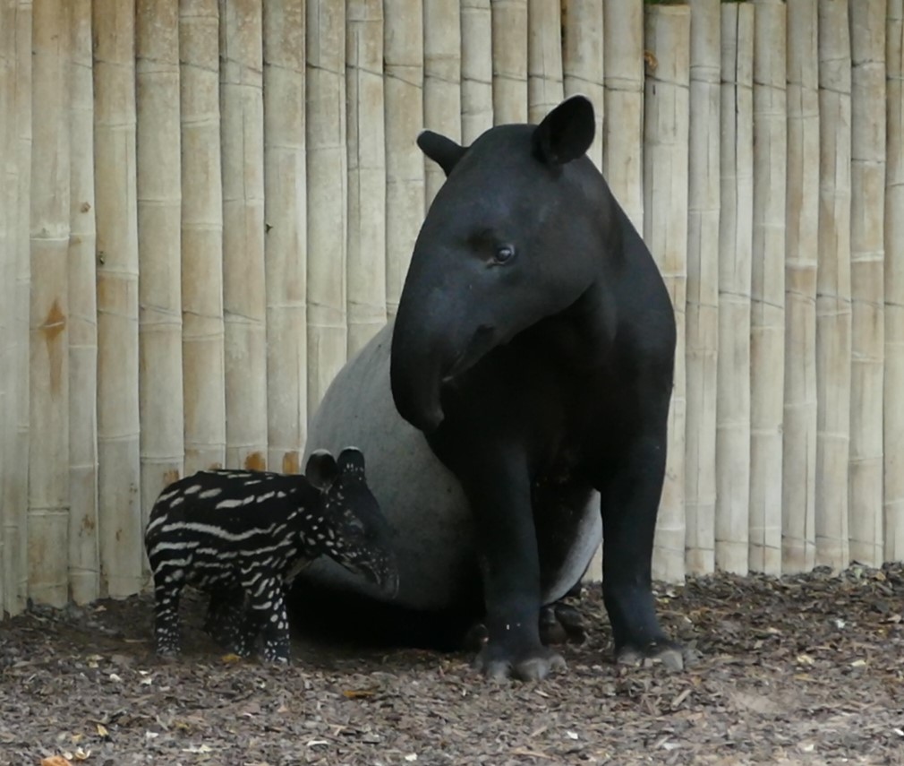 "Stolze Mutter ", Schabrackentapir mit Nachwuchs im Stuttgarter Zoo