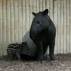 "Stolze Mutter ", Schabrackentapir mit Nachwuchs im Stuttgarter Zoo