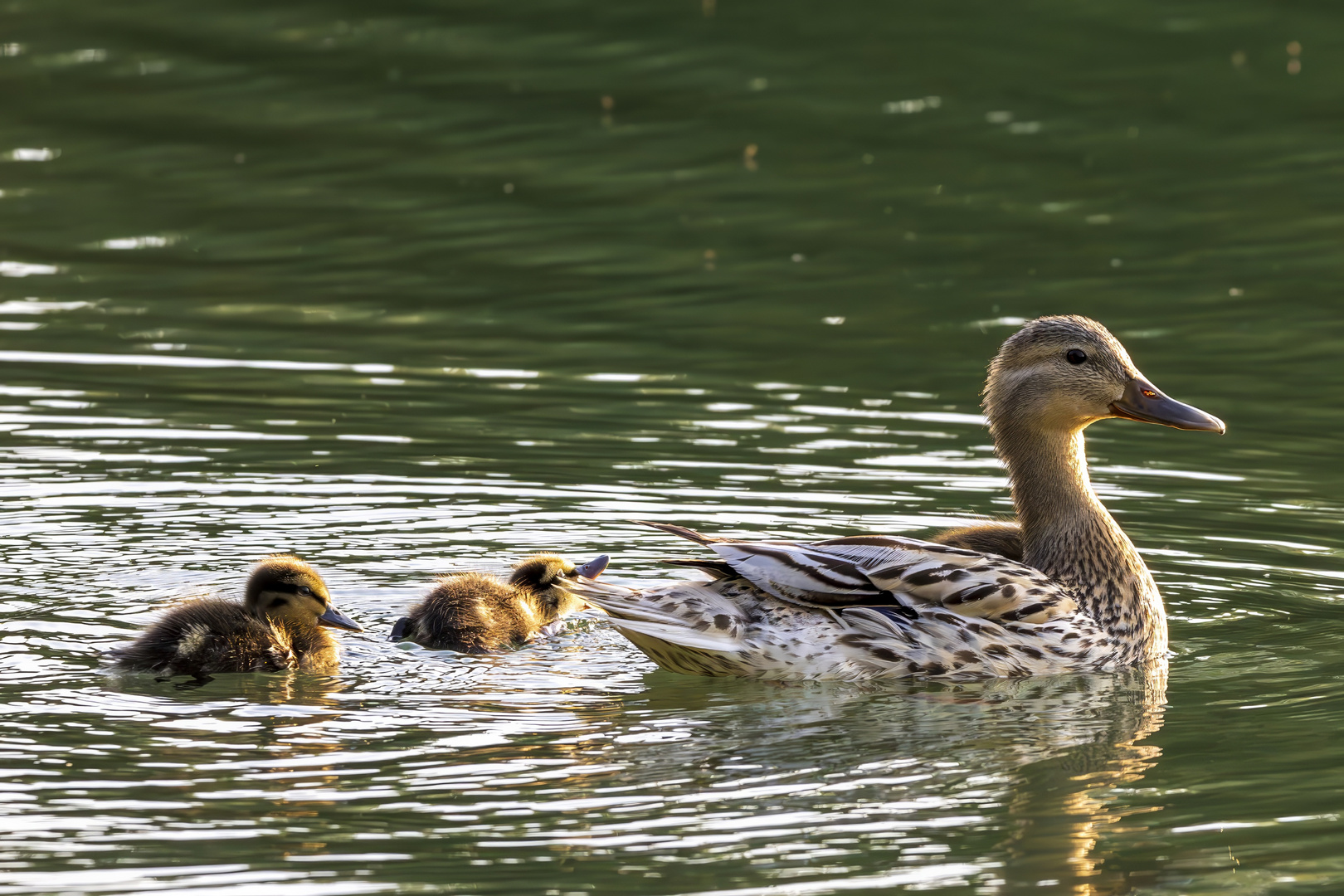 Stolze Mutti mit ihren Kids