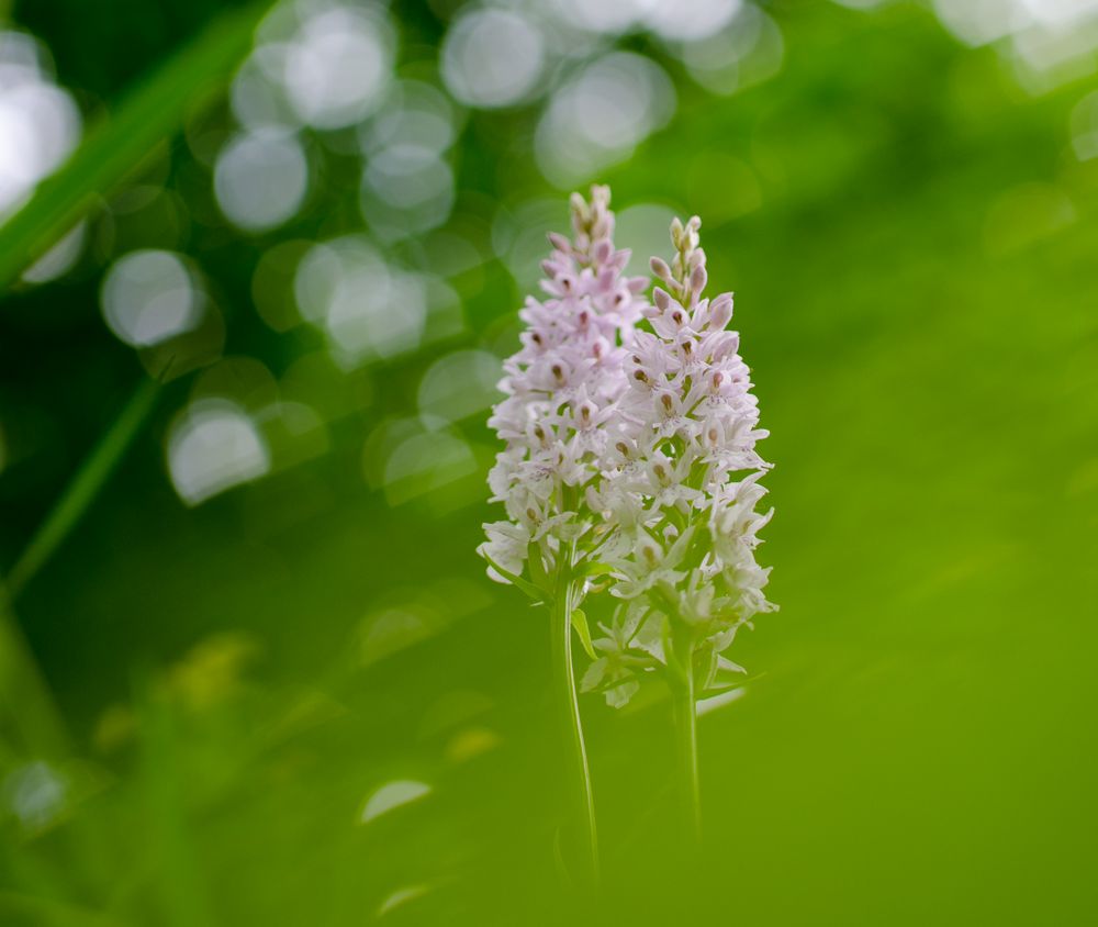 Stolze Orchidee