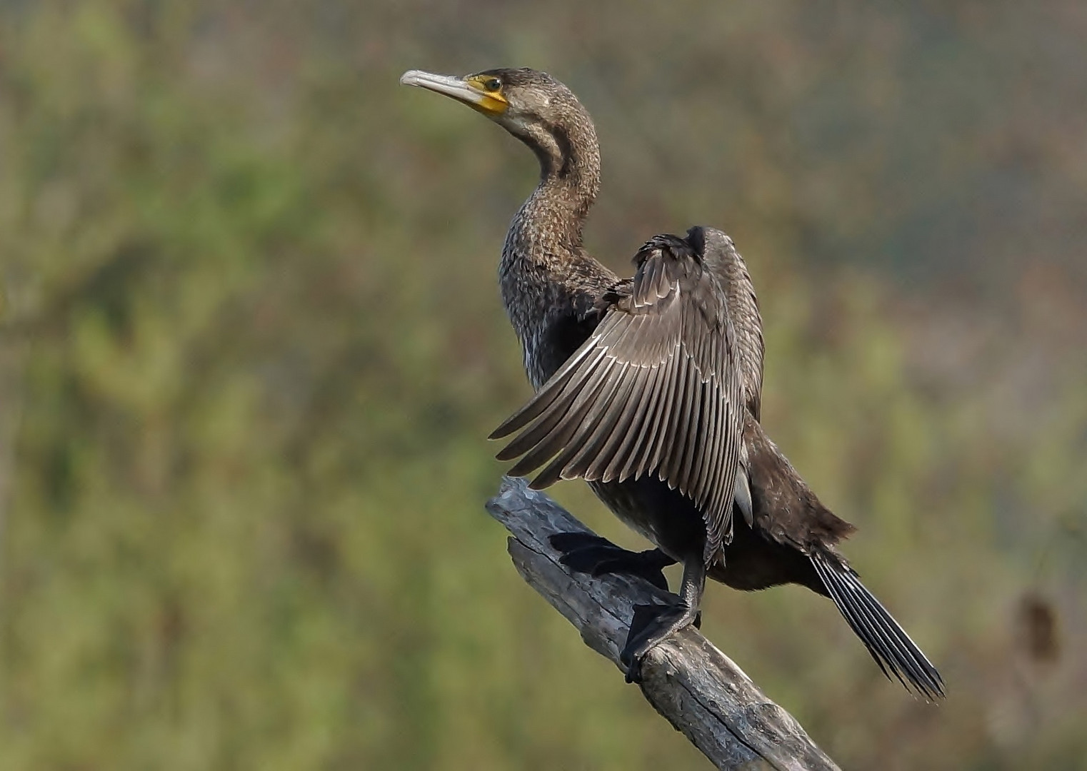 Stolze Pose Foto & Bild | natur, natur-kreativ Bilder auf fotocommunity
