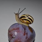 stolze Schnecke