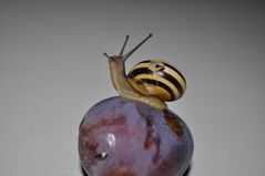 stolze Schnecke