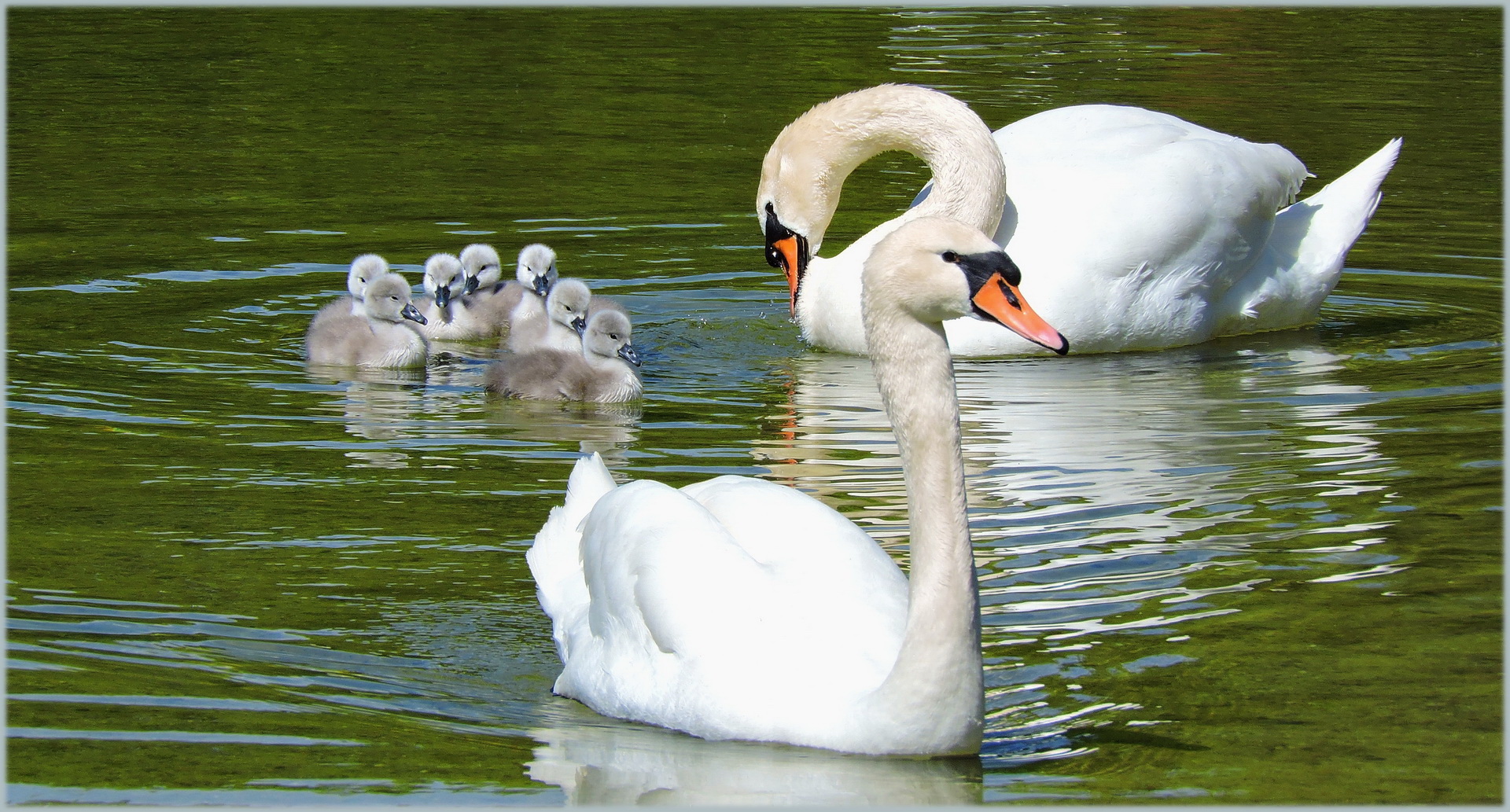  stolze Schwanenfamilie 