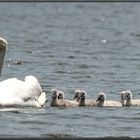 Stolze Schwanenmutter mit ihren Kindern....