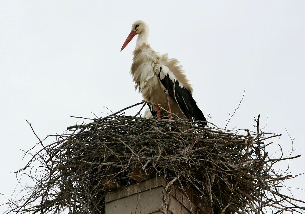 Stolze Storchenmutter