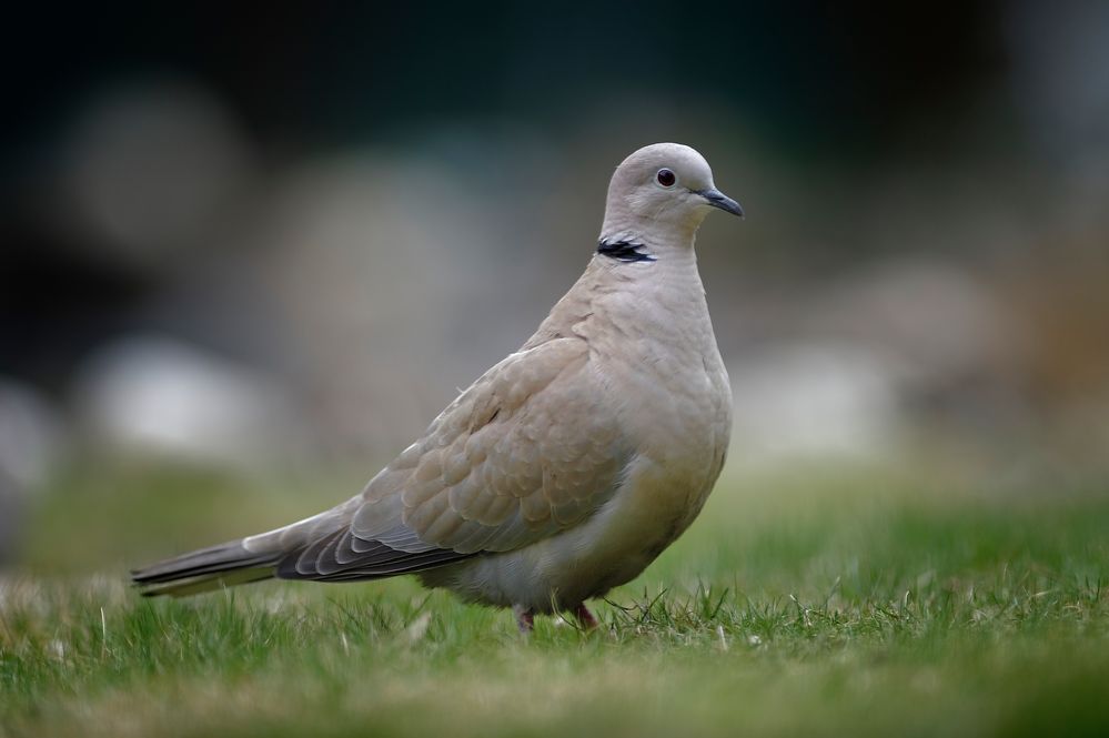 Stolze Taube im Park