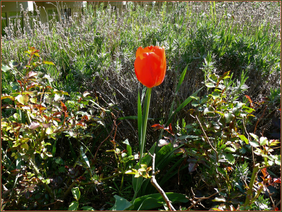Stolze Tulpe in ungewohnter Umgebung