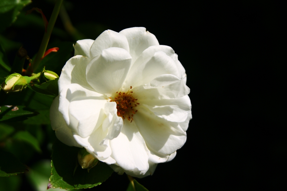 Stolze, weiße Blume