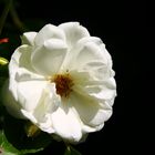 Stolze, weiße Blume