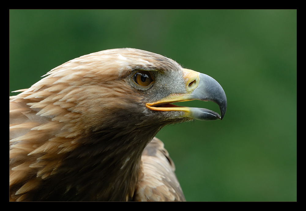 [ Stolzer Adler - scharfer Blick ]