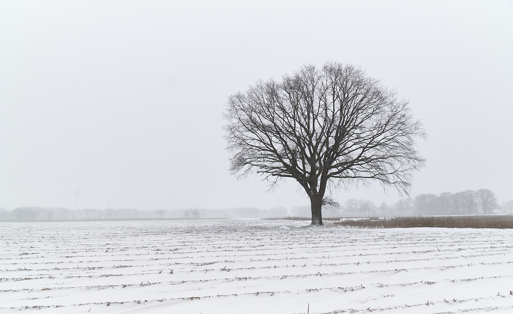 Stolzer Baum