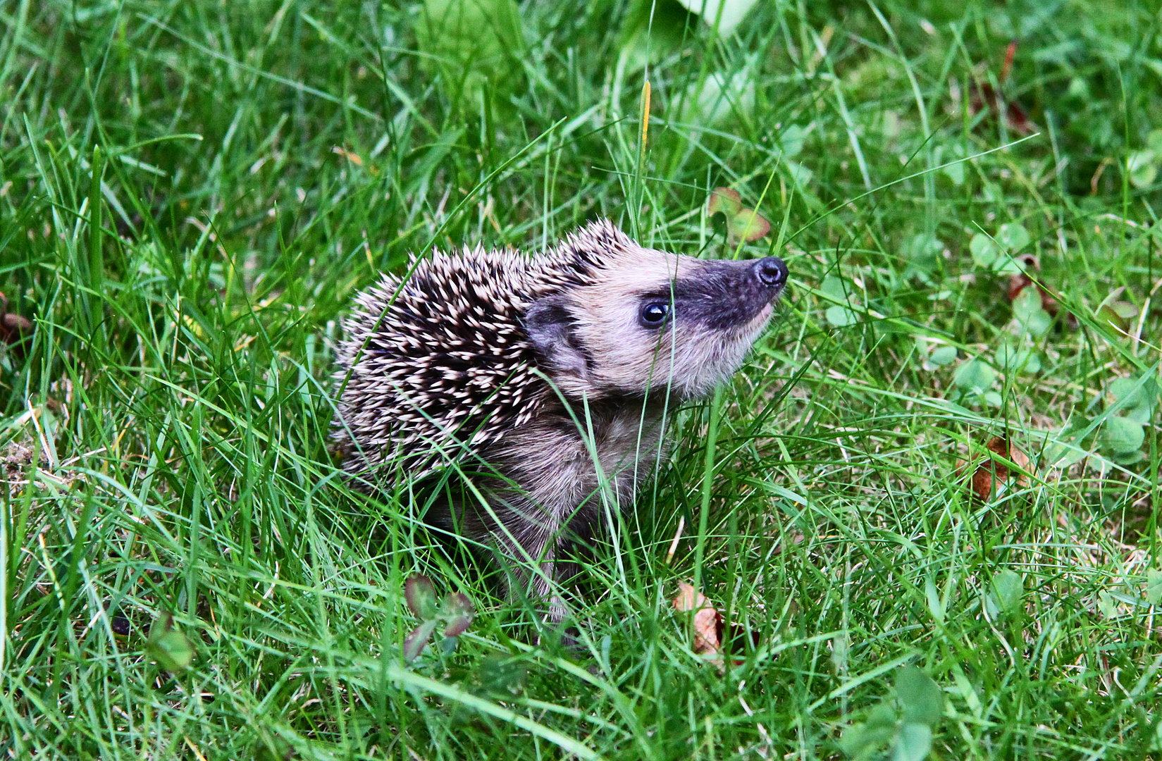 Stolzer Besuch