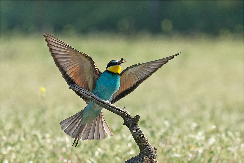 Stolzer Bienenfresser