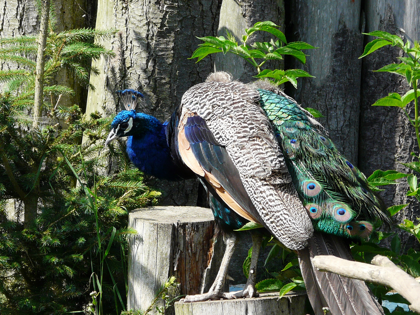 Stolzer Blauer Pfau in Tarnung