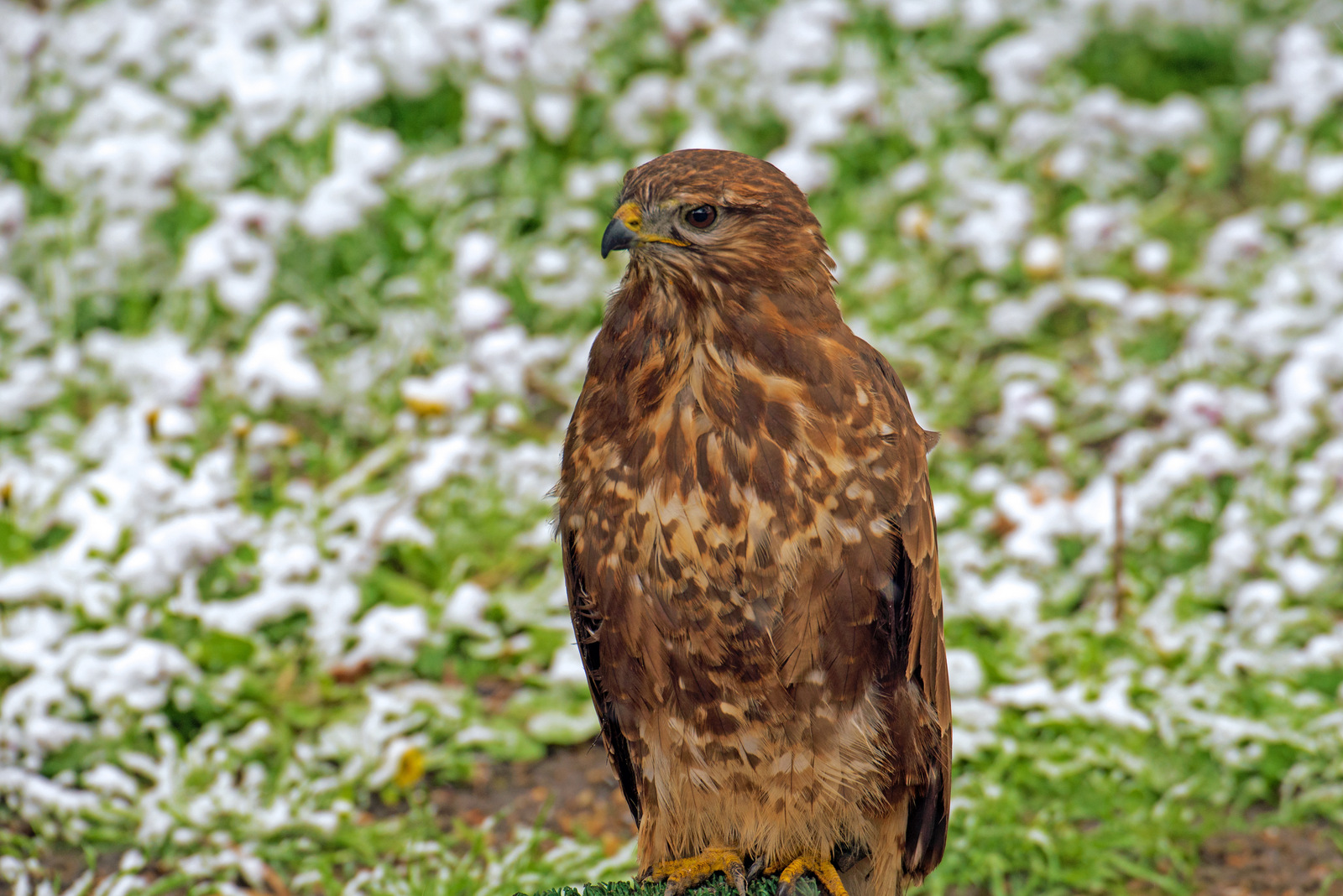 Stolzer Blick.