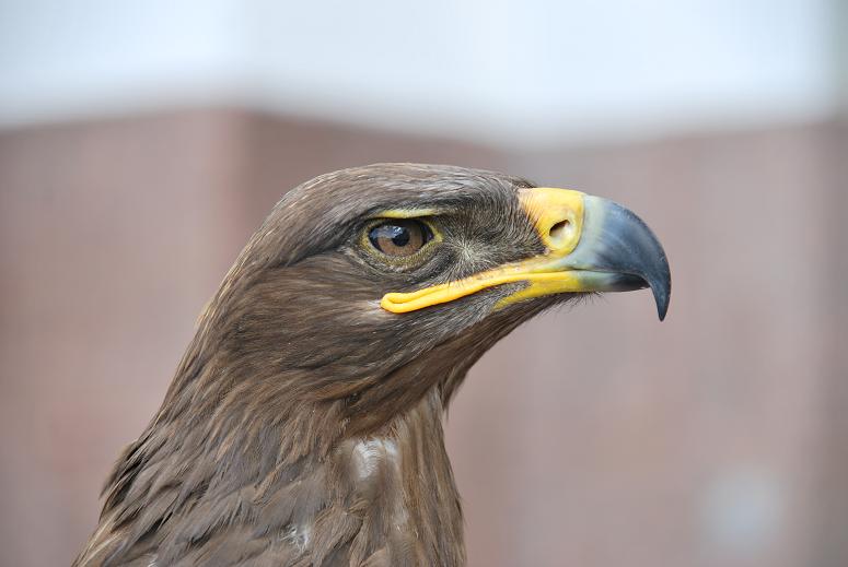 Stolzer Blick