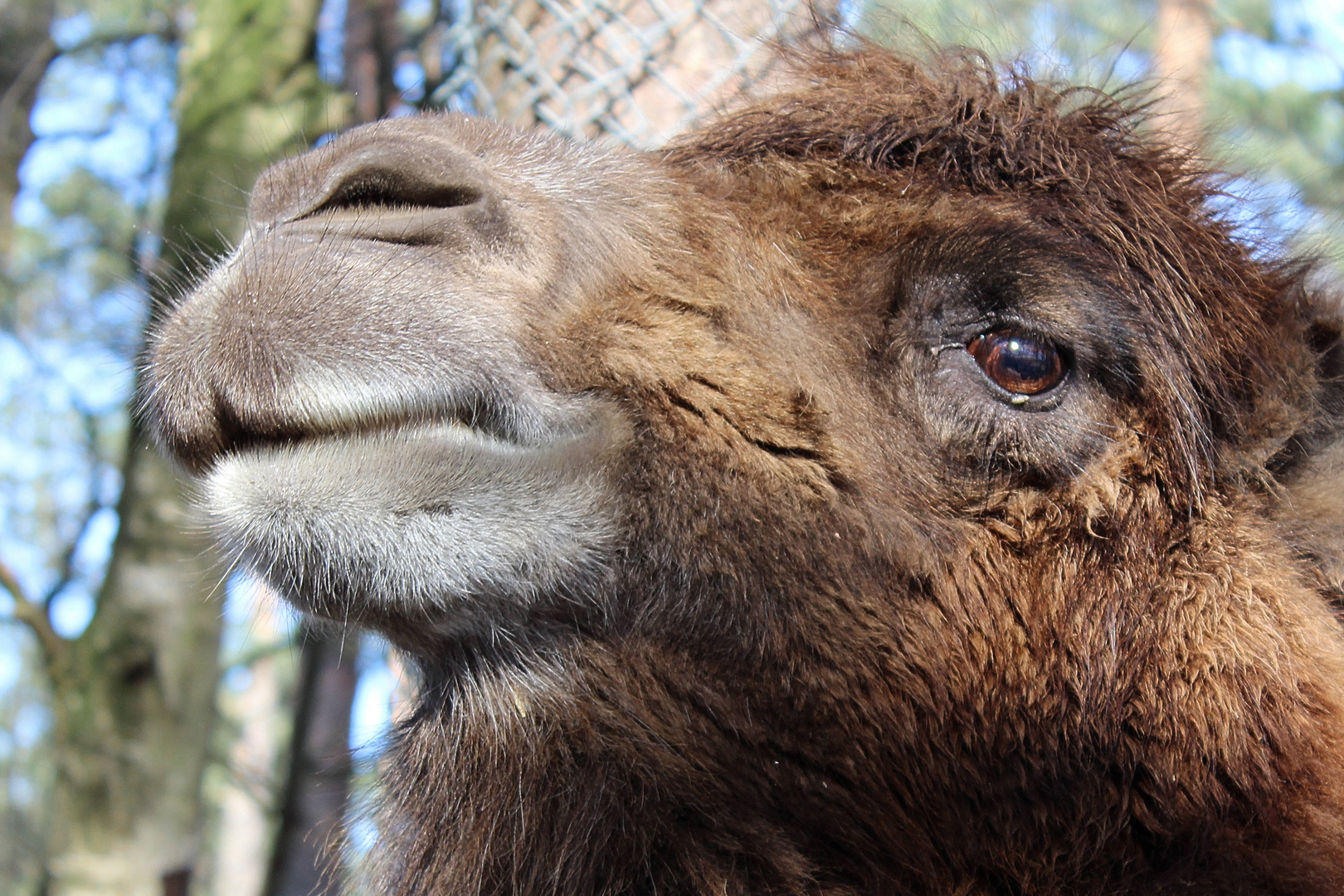 Stolzer Blick