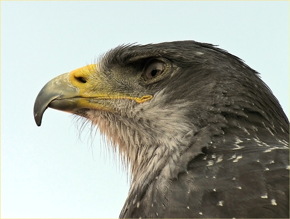 Stolzer Blick