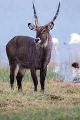 Stolzer Bock