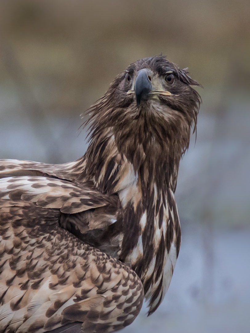 Stolzer Bundesadler ??????