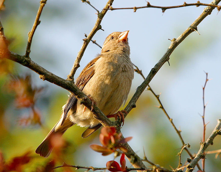 Stolzer bunter Spatz
