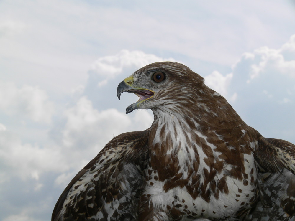 Stolzer Bussard