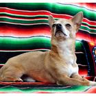 Stolzer Chihuahua
