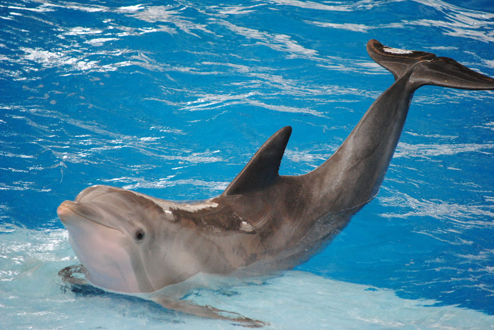 Stolzer Delphin im National Aquarium in Baltimore/ Amerika!