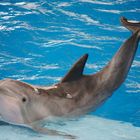 Stolzer Delphin im National Aquarium in Baltimore/ Amerika!