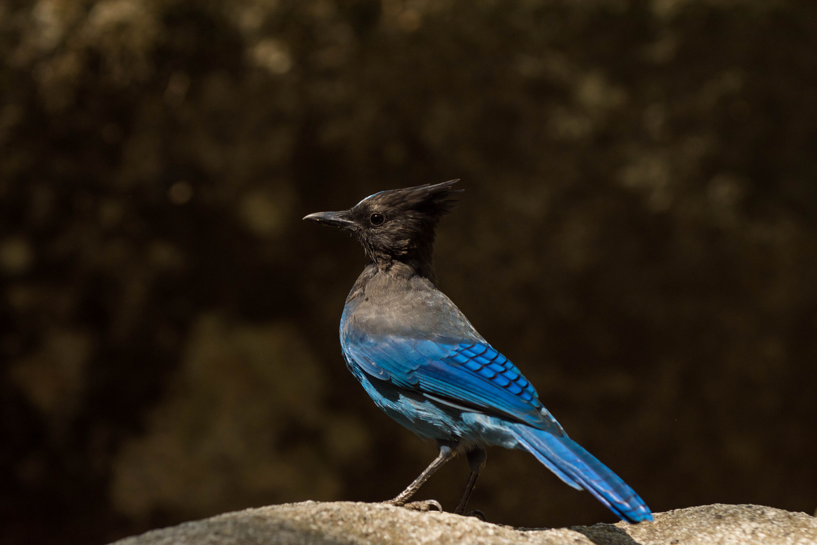 stolzer Diademhäher Foto & Bild | tiere, wildlife, wild lebende vögel