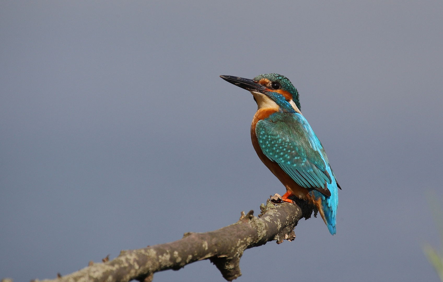 stolzer Eisvogel