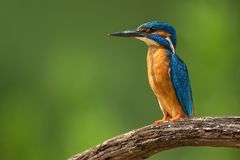 Stolzer Eisvogel